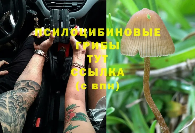 Галлюциногенные грибы Magic Shrooms  закладки  Томск 